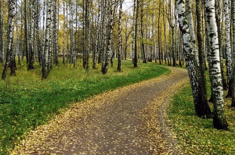 Осенняя дорожкаphoto preview