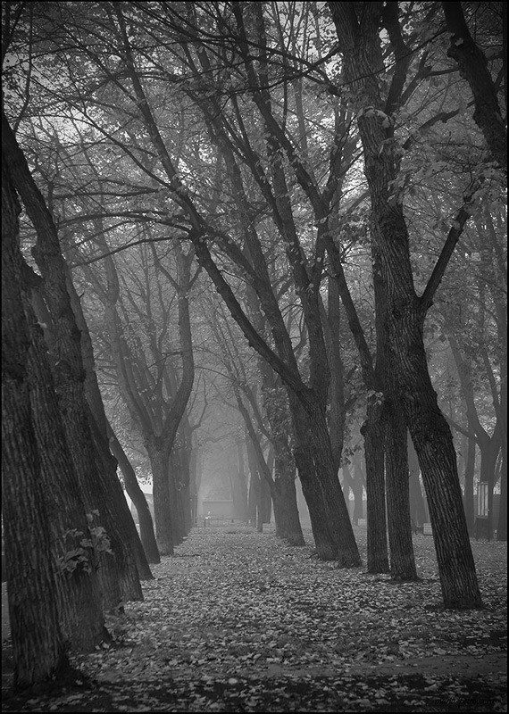 туман, аллея Когда деревьям грустноphoto preview