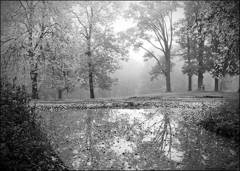 петергоф, деревья, туман Отражения. Туманные.photo preview