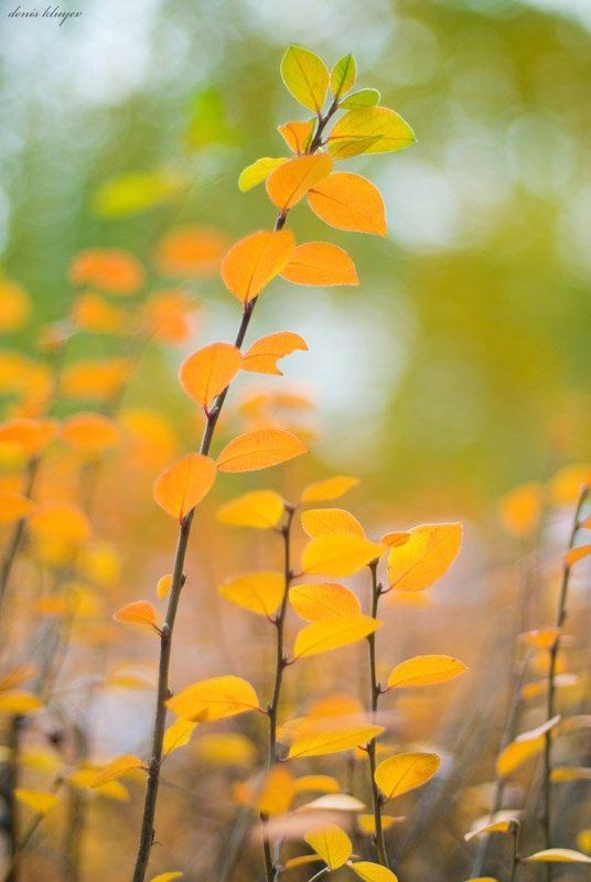 фото, природа, осень, клюев, variart Последняя осенняяphoto preview