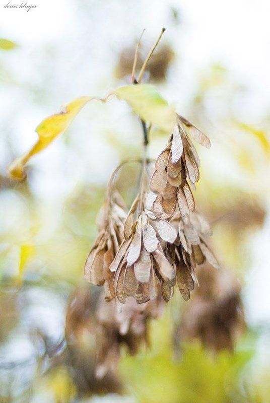 фото, природа, осень, клюев, variart Осенняя #2photo preview