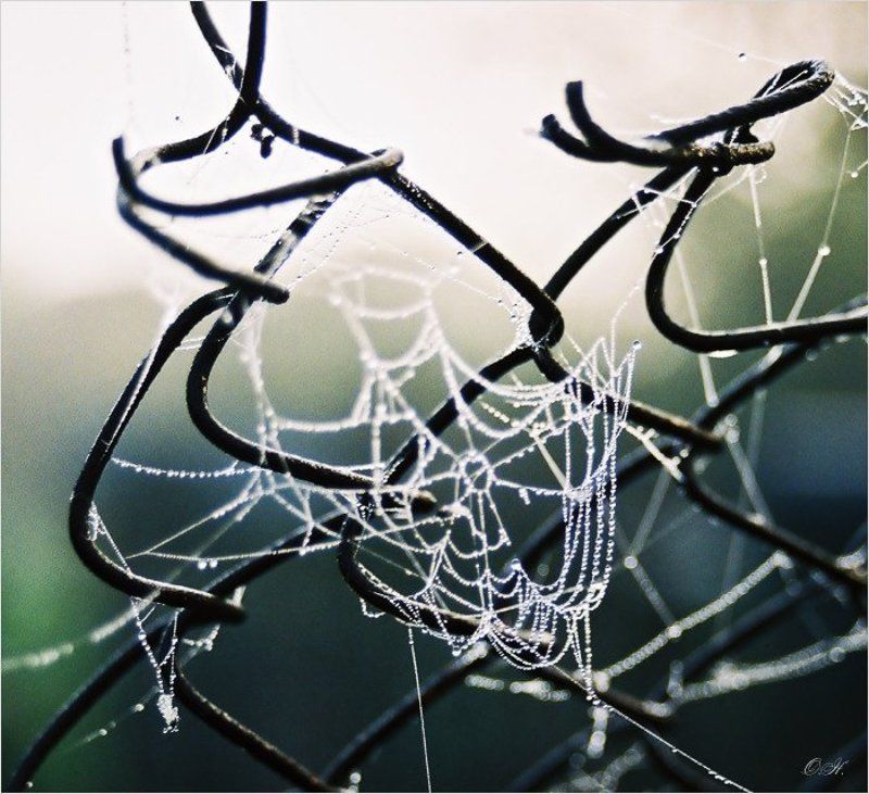 паутина Хитросплетениеphoto preview