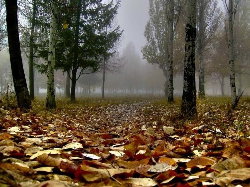 осень, лес, туман photo preview