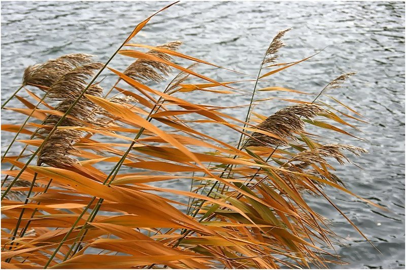 Шелестphoto preview