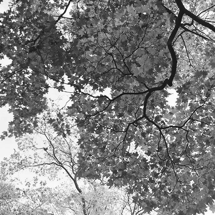 kamushek, 6x6, 120, пленка, киев-6с, волна-3, kamushek