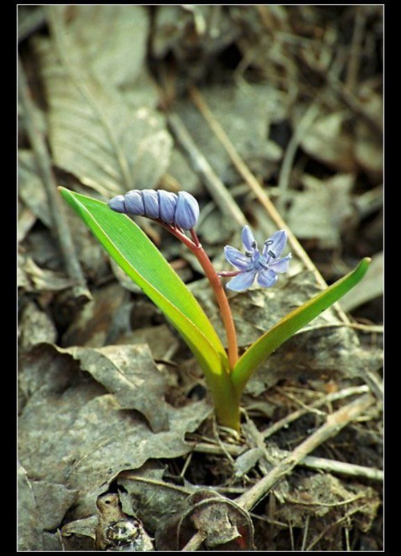 Пробиться сквозь осень...photo preview