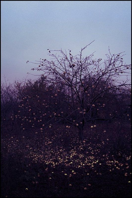 яблоня Хоккуphoto preview