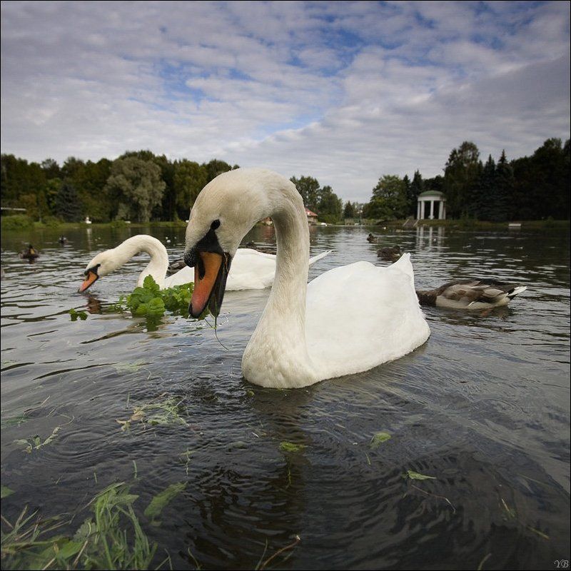 крестовский остров, лебеди, осень photo preview