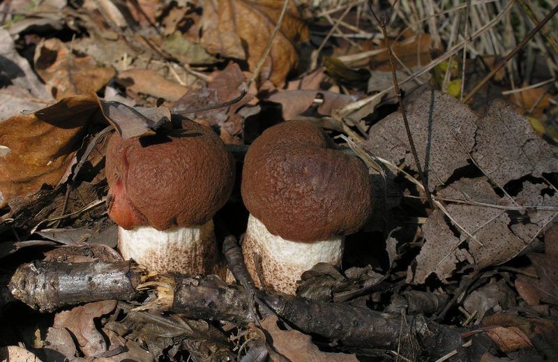 осень,грибы,макро Двое из ларца, одинаковы с лица...photo preview