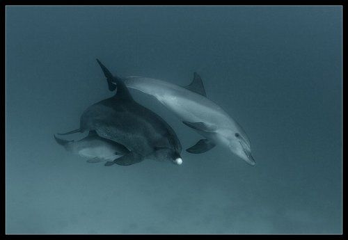 Ой! а кто это?