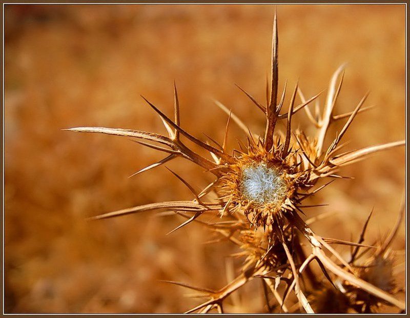 колючка Колючкаphoto preview