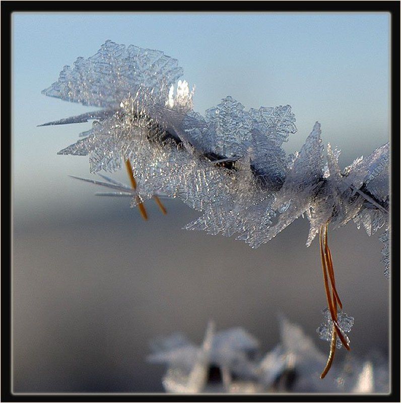 Хрустальная веткаphoto preview