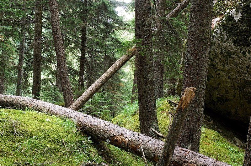 домбай, лес ***photo preview