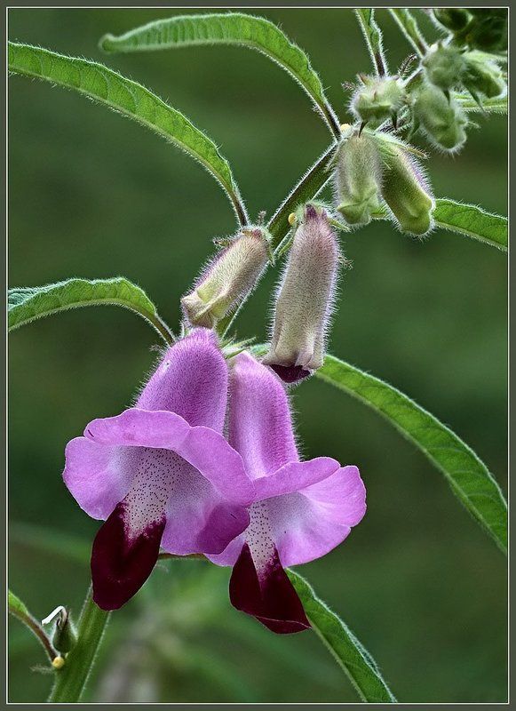 колокольчик Идиллияphoto preview