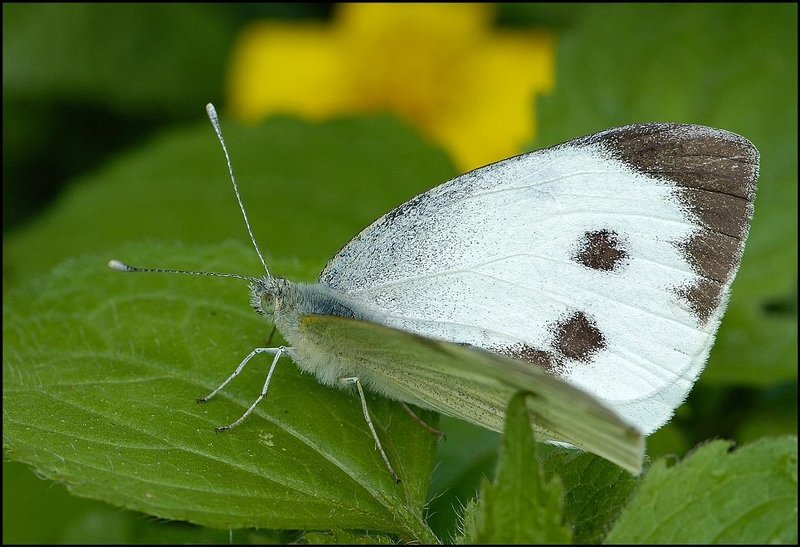 бабочко Монстр))photo preview