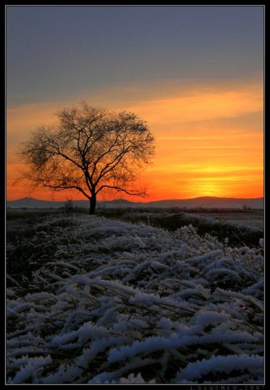 Деревья и Солнцеphoto preview