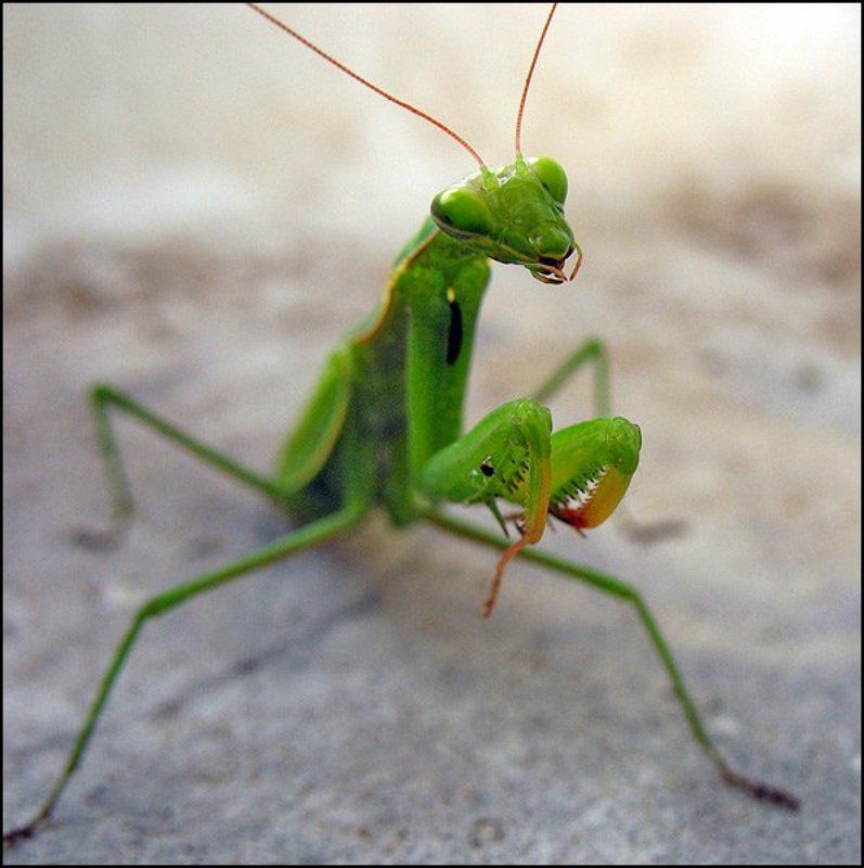 а глаза такие добрые, добрыеphoto preview