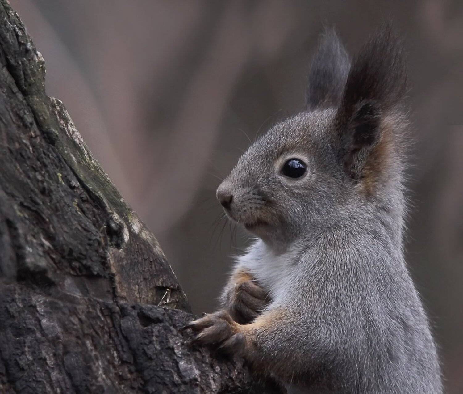 белка, животные, Зоя Лаптева