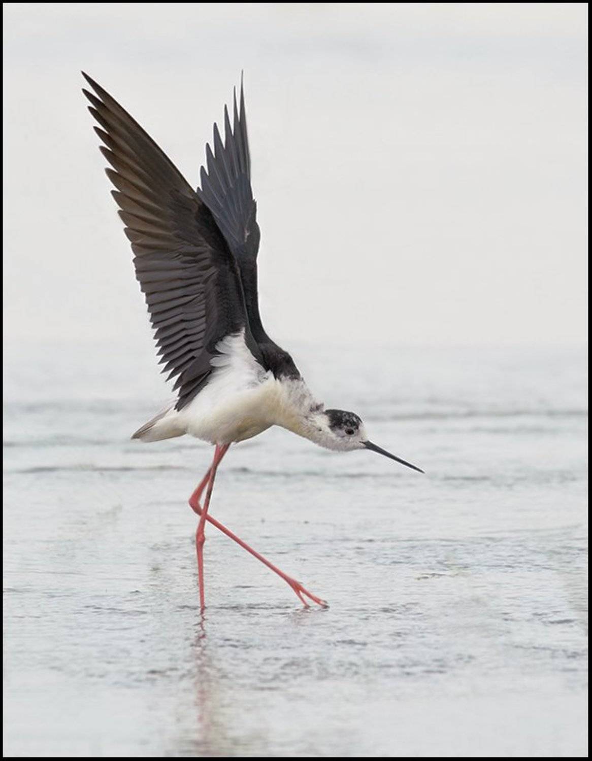 Балерина. Автор: Ravilin птицы,ходулочник,фотоохота, Ravilin