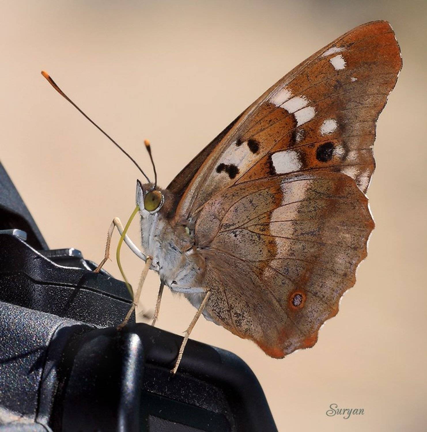 лето, бабочка, Олег Сурьянинов
