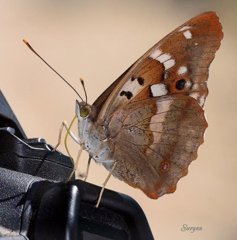 лето, бабочка Ну снимай же, я готова...photo preview