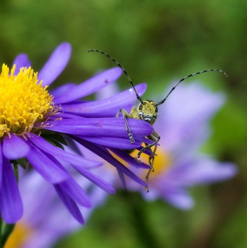 жук, усач привет человеки!photo preview