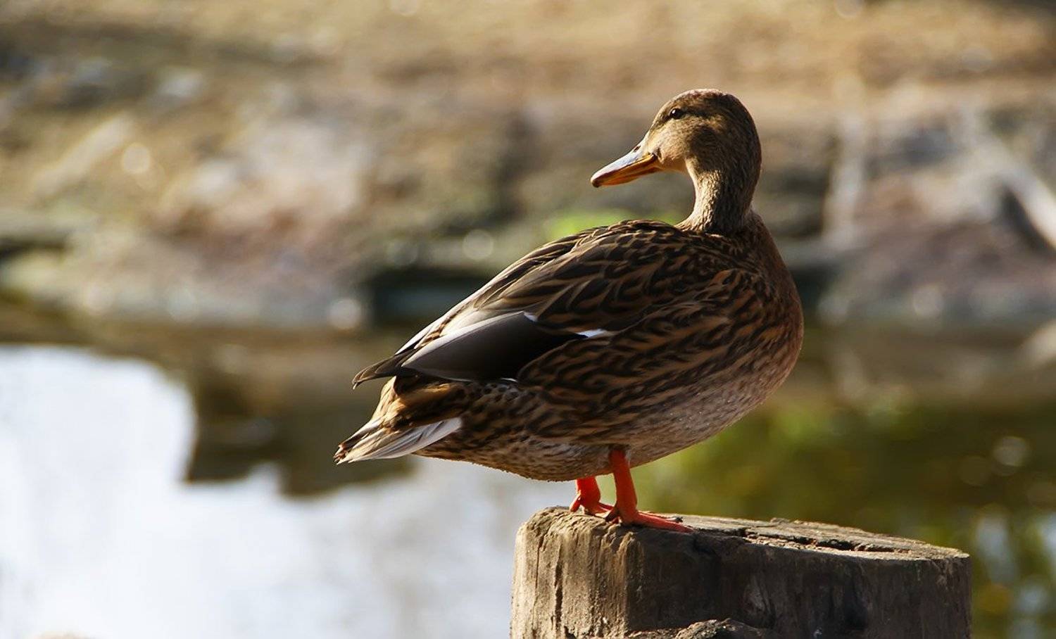 серая шейка. Автор: Tina Grach утка, Tina Grach