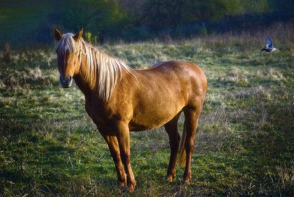 Блондинка и скворец. Автор: Александр Титаренко блондинка, скворец, Александр Титаренко