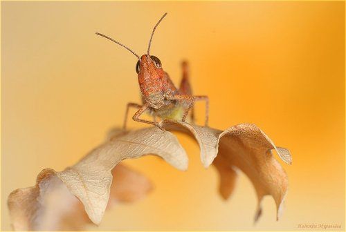 Зелёненький он был