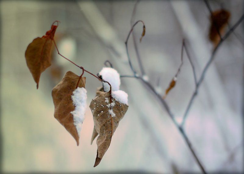 Первый снег.photo preview
