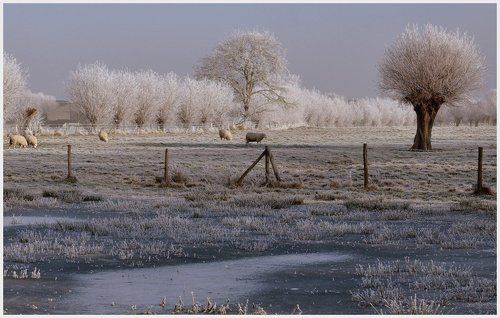 Sheep in the winter.