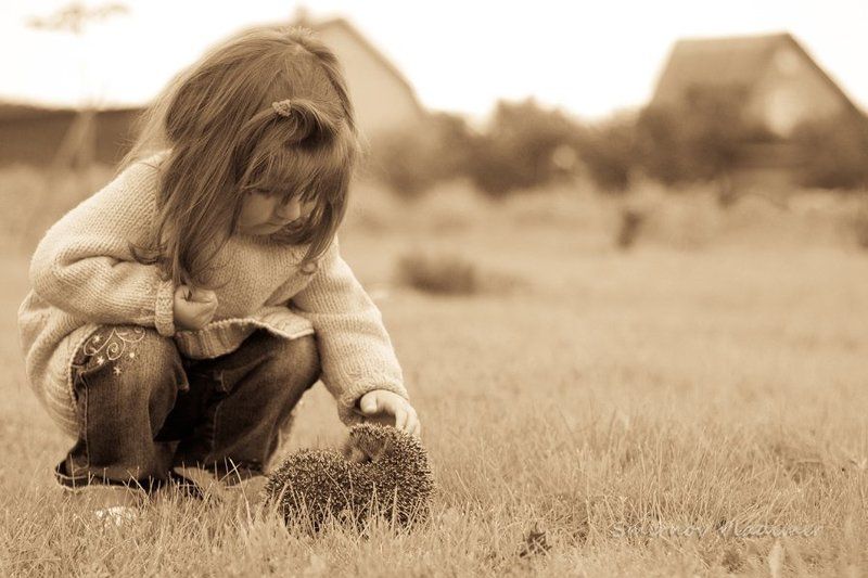 ёжикphoto preview