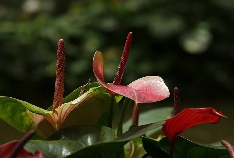 природа, парк, цветы Антуриумphoto preview