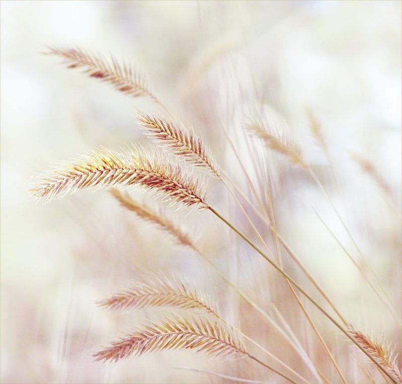 лето унеслось...photo preview