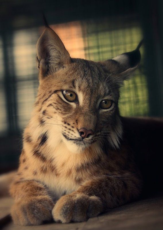 Рысьphoto preview