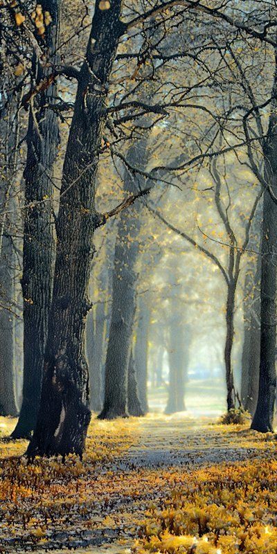 осень, природа Дождливая пора.photo preview