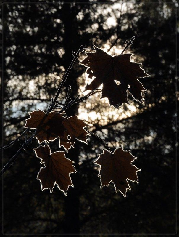 листья, клен, свет, иней Зимний нарядphoto preview