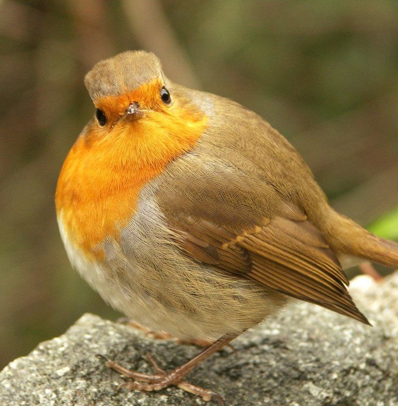 Да не брал я твои семечки!photo preview