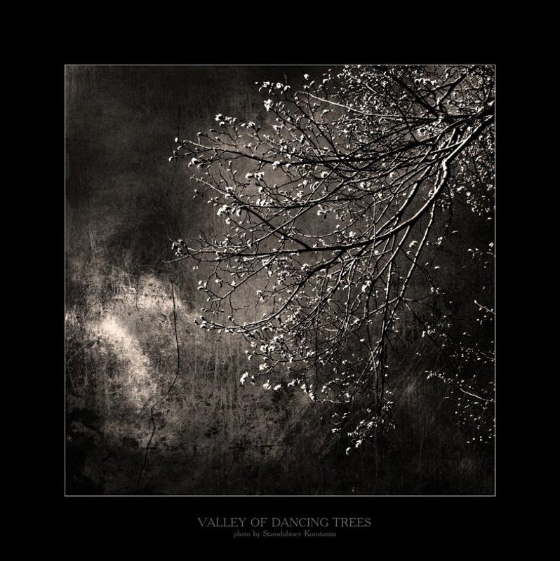 Valley of dancing trees... 9photo preview