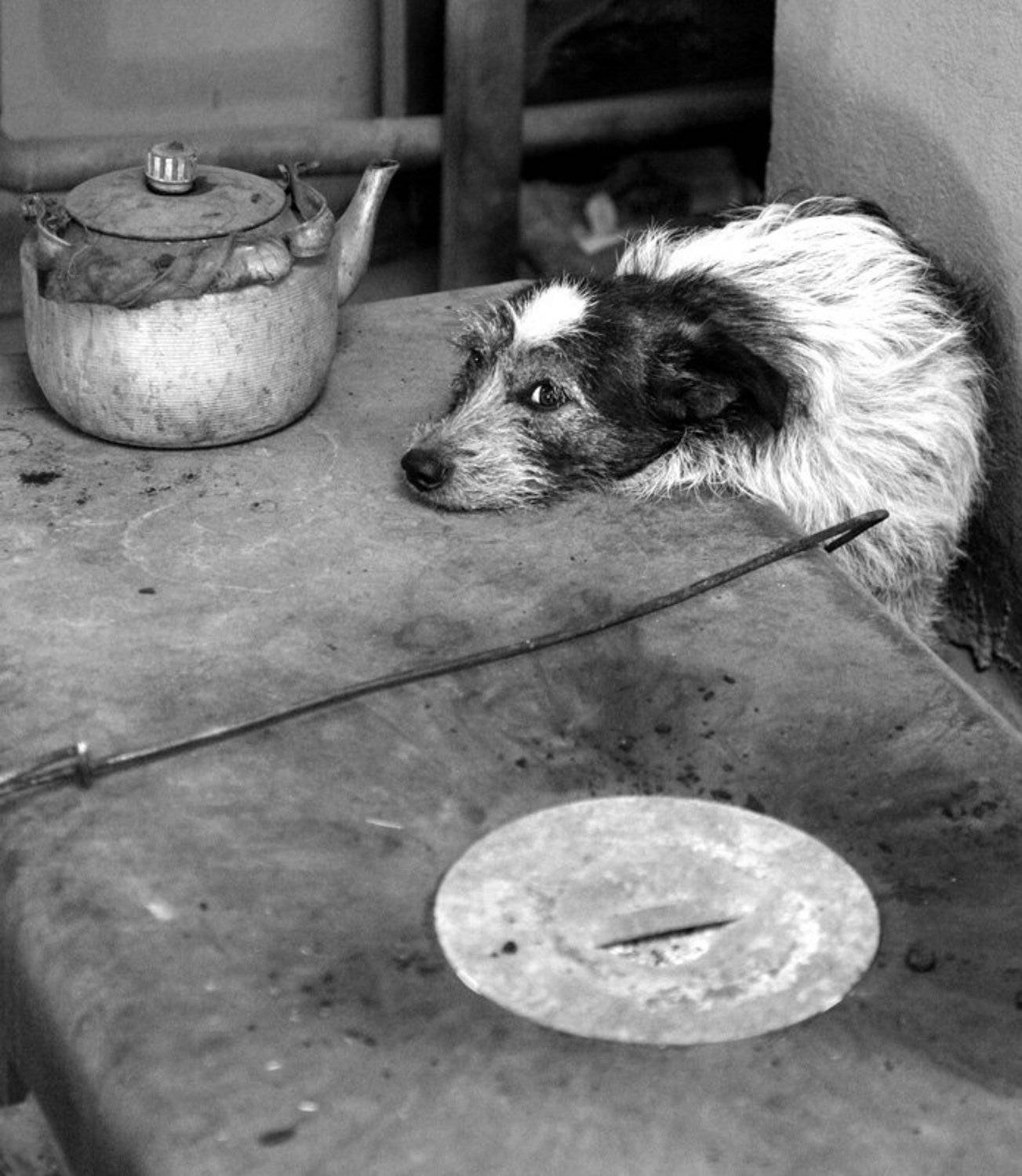 Скорей бы лето.... Автор: Dmitriy Kuzmichev собака, печь, зима, тепло, животное, чайник, кочерга, Dmitriy Kuzmichev