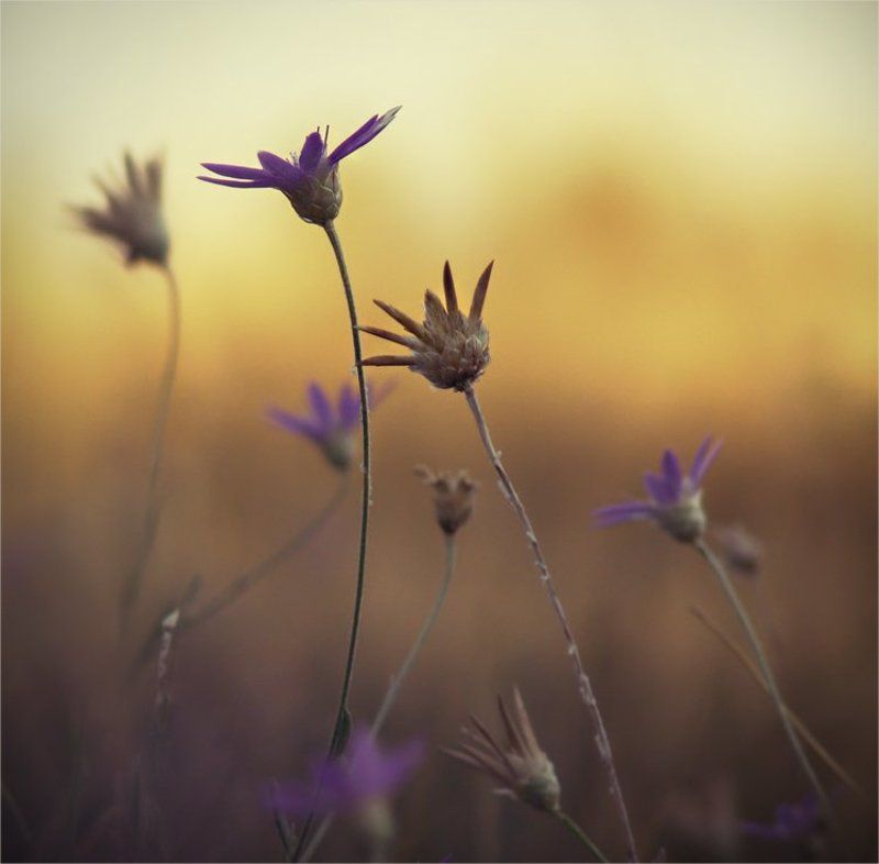 ближе к солнцу...photo preview