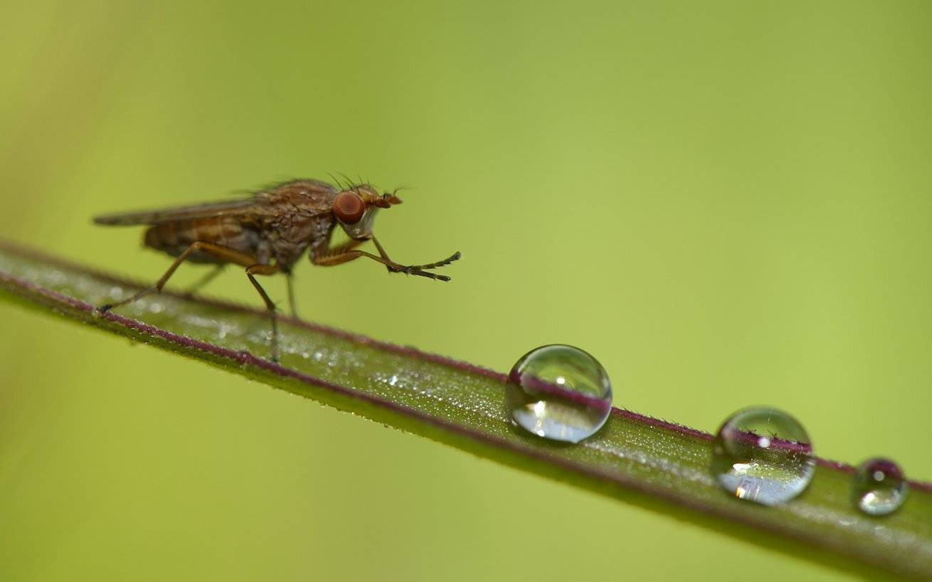 , Андрей Балабин