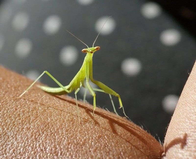 богомол, насекомое, Привет, фотограф!photo preview