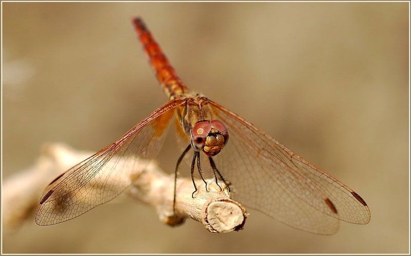 Привал.photo preview