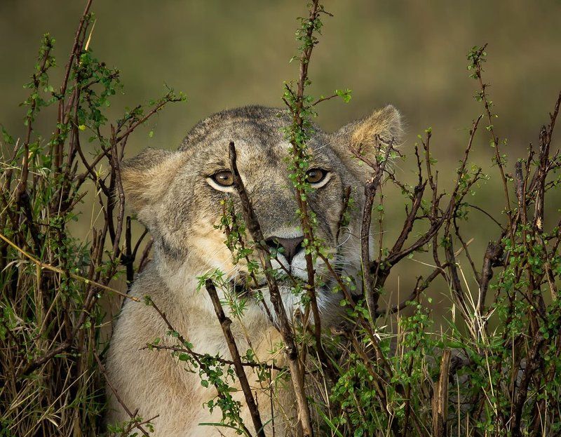 африка, кения, львы |o|o|photo preview