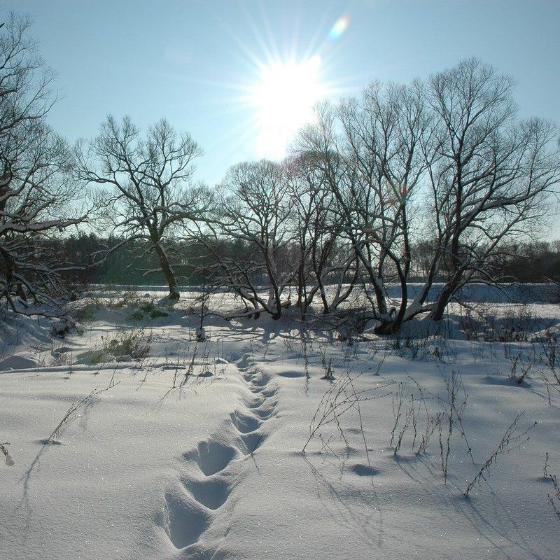 зима, снег, следы ***photo preview