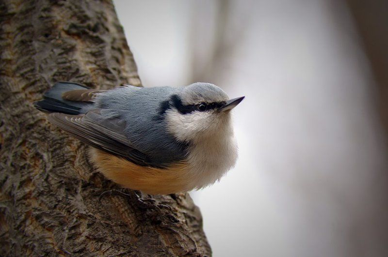 птицphoto preview