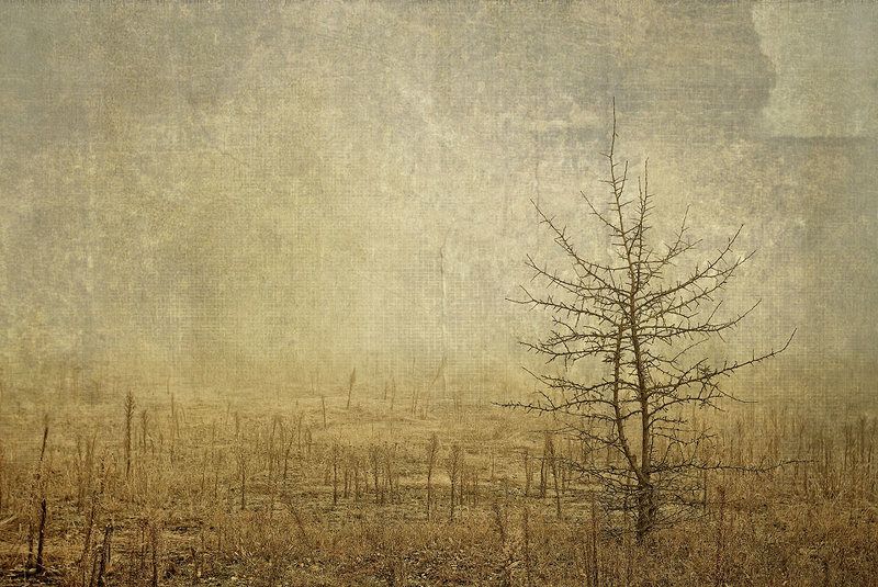 ...forgotten..photo preview