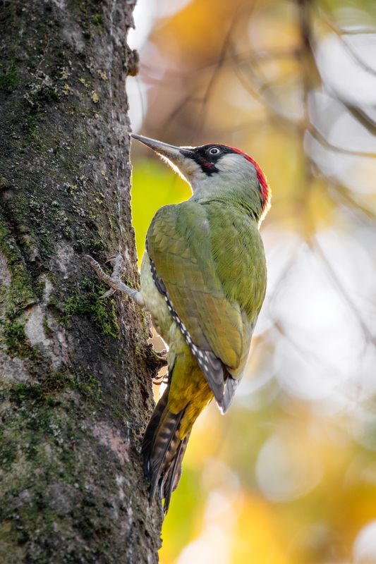 Зелёные и пёстрыеphoto preview