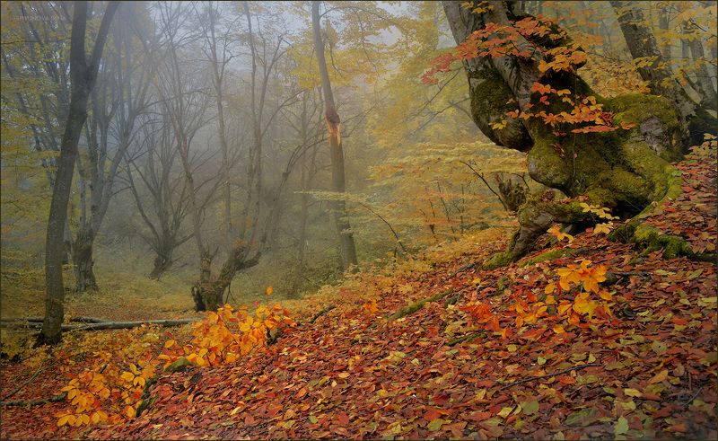 Осень золотаяphoto preview